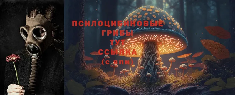 Псилоцибиновые грибы MAGIC MUSHROOMS  KRAKEN маркетплейс  Донской  купить наркоту 